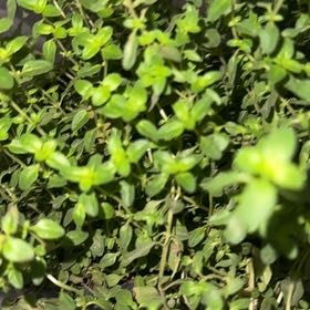 Photo of the plant species Thyme-Leafed Gratiola by @SagePinkpoui92 named Willow on Greg, the plant care app