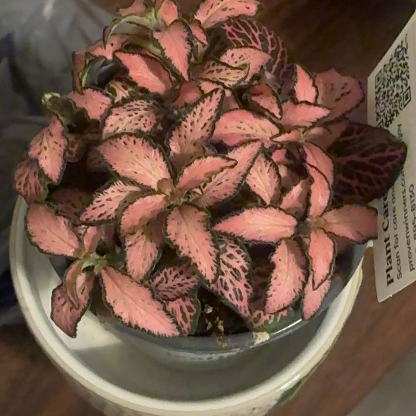 Photo of the plant species Dont Know by @CosmicIcecaps35 named Athena on Greg, the plant care app