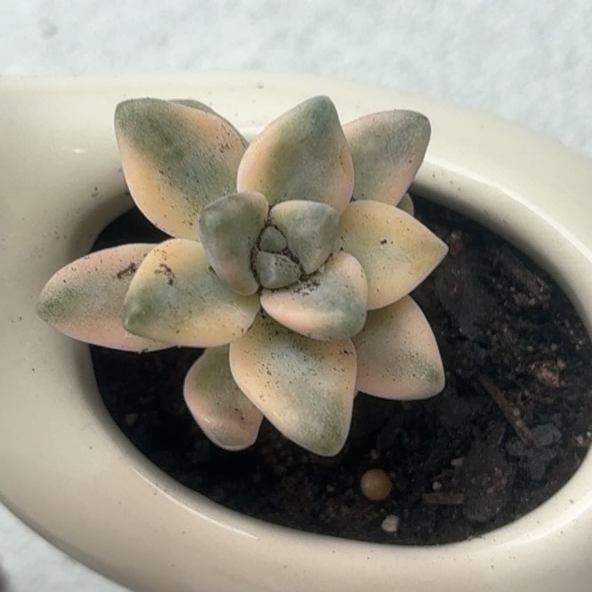 Photo of the plant species Apricot Beauty by @CosmicIcecaps35 named Nemo on Greg, the plant care app