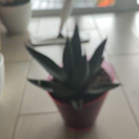 Photo of the plant species Sharkskin Agave by @PiousFlaxsilk15 named Forrest on Greg, the plant care app