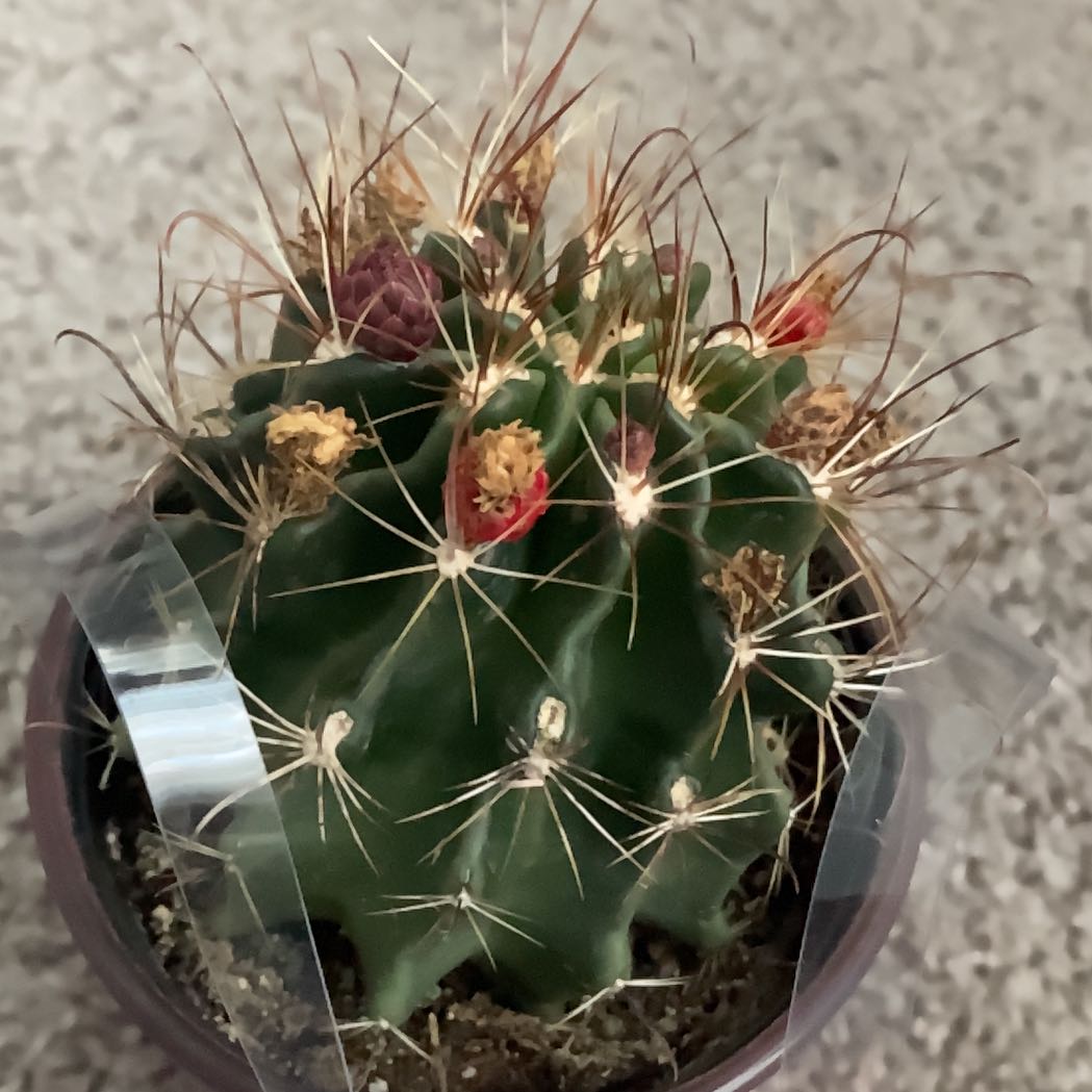 Photo of the plant species Cactus by @CuteGerbera64 named Tupot amaroot on Greg, the plant care app