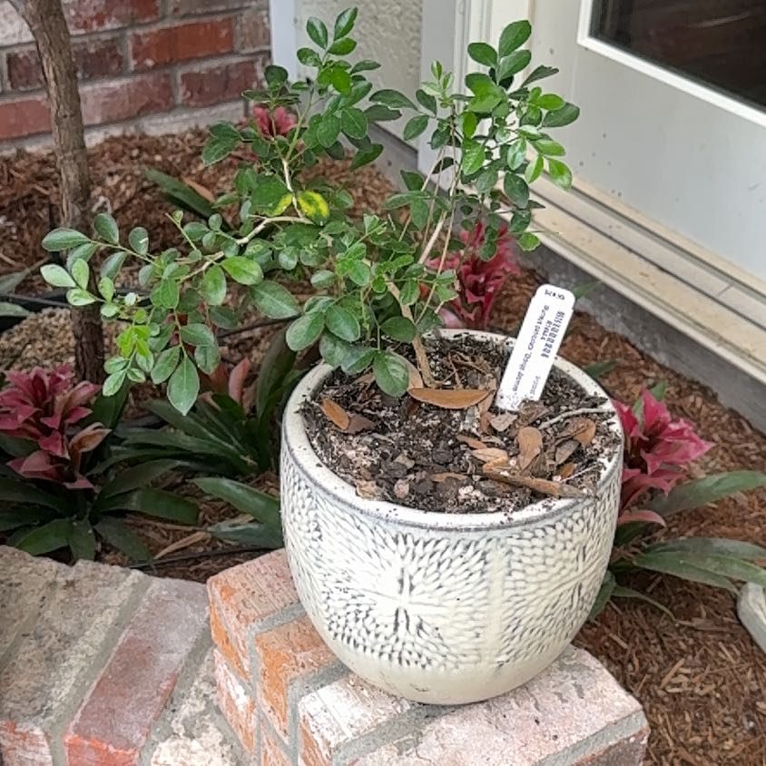 Photo of the plant species Orange Jasmine by @EducatedPeony35 named Harper on Greg, the plant care app