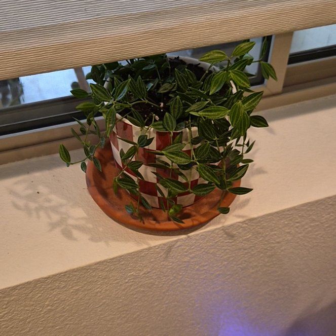Photo of the plant species Rocca Verde by @CaileenHope named Elle on Greg, the plant care app