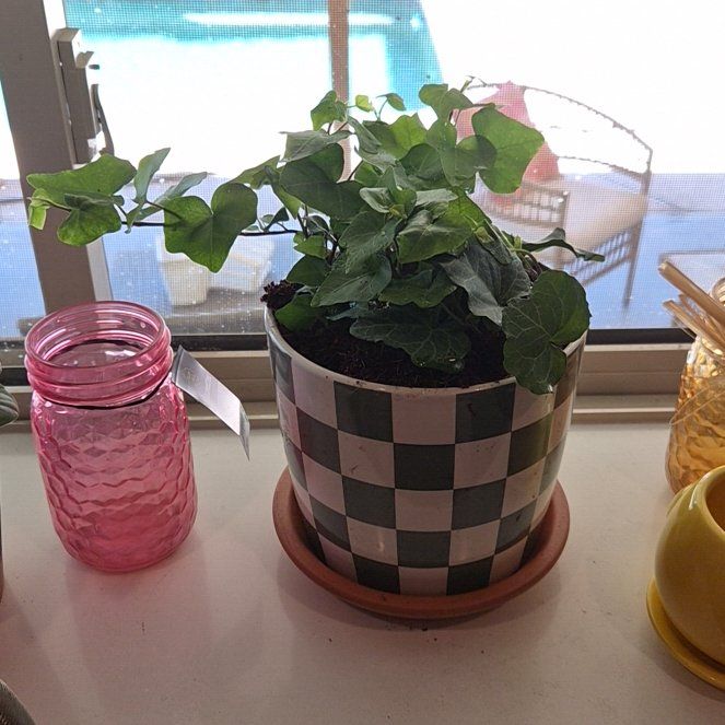 Photo of the plant species Canarian Ivy by @CaileenHope named Diana on Greg, the plant care app