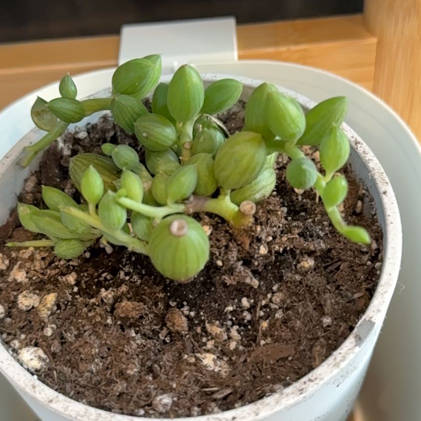 Photo of the plant species String of Watermelons by @GodlyEspicia84 named Gomez on Greg, the plant care app