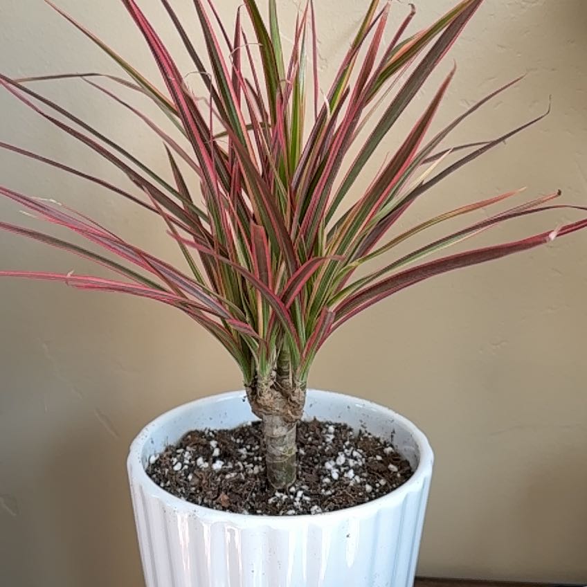 Photo of the plant species Dracaena by @GodlyEspicia84 named Baesil on Greg, the plant care app
