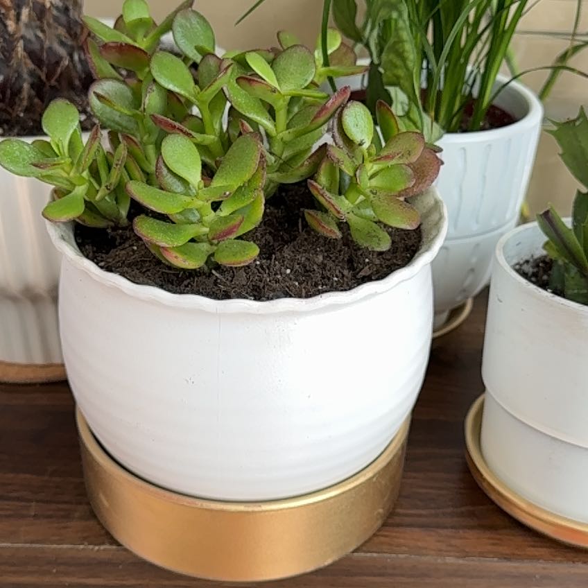 Photo of the plant species Mini Jade by @GodlyEspicia84 named Homer on Greg, the plant care app