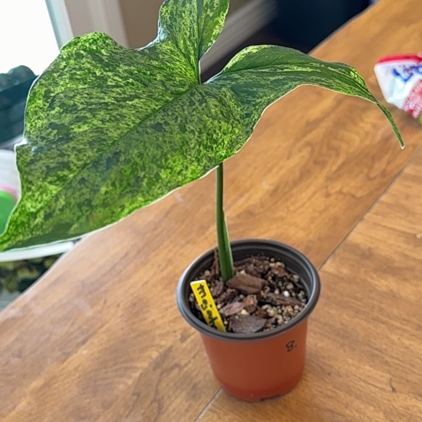 Photo of the plant species Arrowhead by @GodlyEspicia84 named Sigmund on Greg, the plant care app