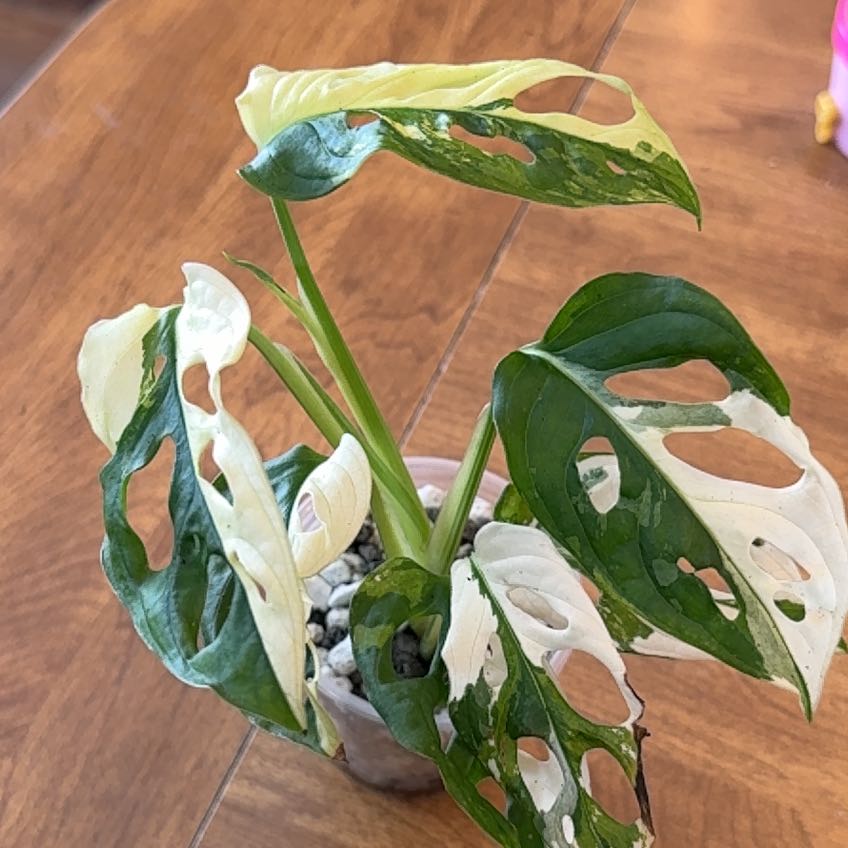 Photo of the plant species Monstera Adonsonii by @GodlyEspicia84 named Elle on Greg, the plant care app