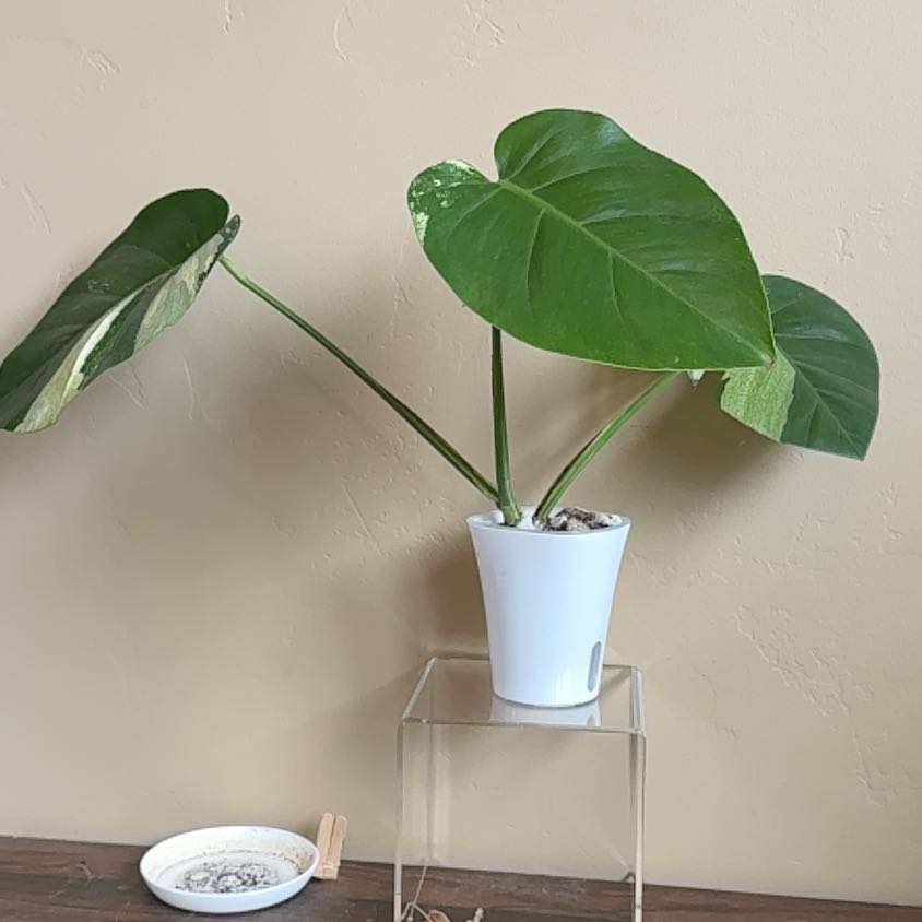 Photo of the plant species Monstera 'Mint' by @GodlyEspicia84 named Bigleef Smalls on Greg, the plant care app