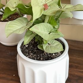 Photo of the plant species Milk Confetti by @GodlyEspicia84 named Darwin on Greg, the plant care app