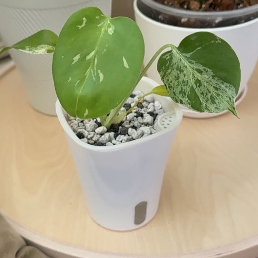 Photo of the plant species Monstera 'Bulbasaur' by @GodlyEspicia84 named Jigglypuff on Greg, the plant care app