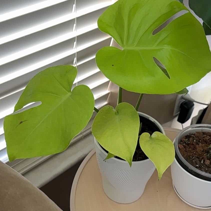 Photo of the plant species Lemon Lime Monstera by @GodlyEspicia84 named Sol on Greg, the plant care app