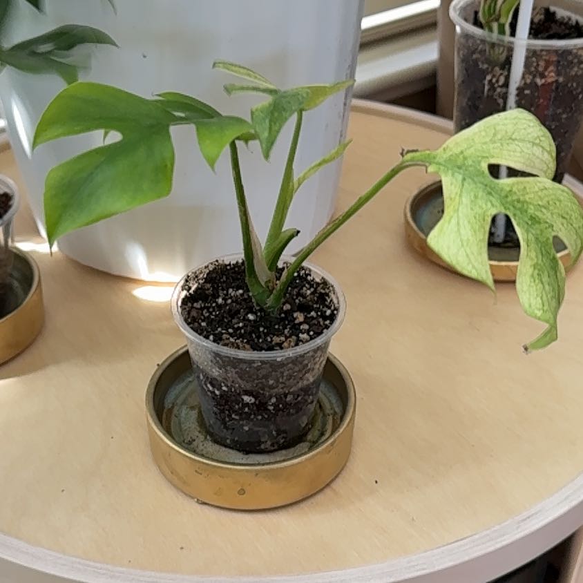 Photo of the plant species Variegated Mini Monstera by @GodlyEspicia84 named Treeyoncé on Greg, the plant care app