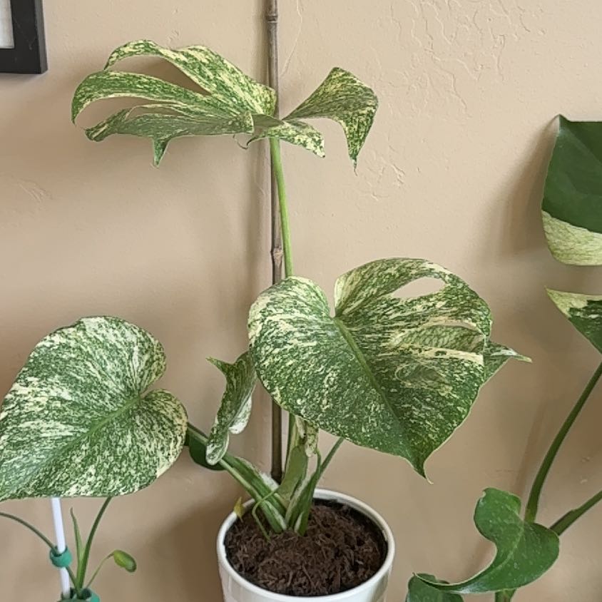 Photo of the plant species Monstera 'White Monster' by @GodlyEspicia84 named Yeti on Greg, the plant care app