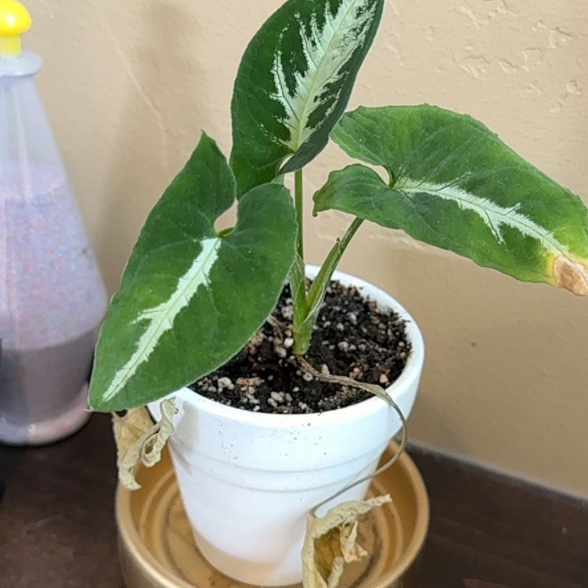 Photo of the plant species Syngonium Rayii by @GodlyEspicia84 named Plato on Greg, the plant care app