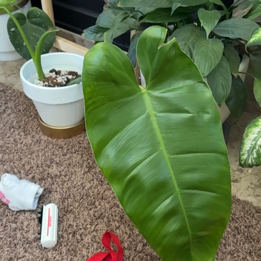 Photo of the plant species Philodendron 'Jose Buono' by @GodlyEspicia84 named Dolores on Greg, the plant care app