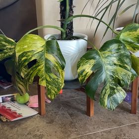 Photo of the plant species yellow variegated monstera by @GodlyEspicia84 named Coco on Greg, the plant care app