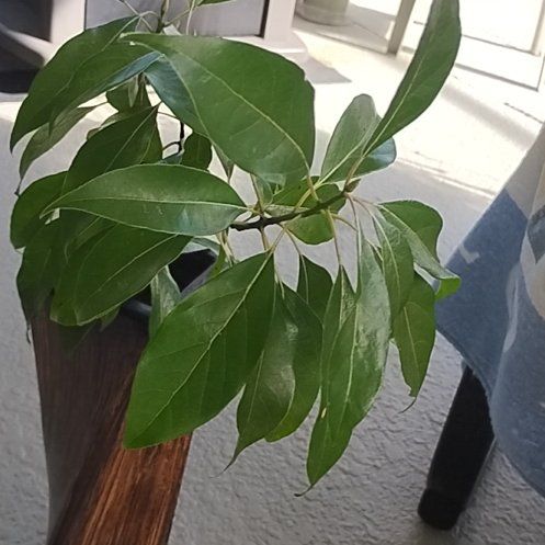 Photo of the plant species Citharexylum Spinosum by @SalientNeslia21 named Pax on Greg, the plant care app
