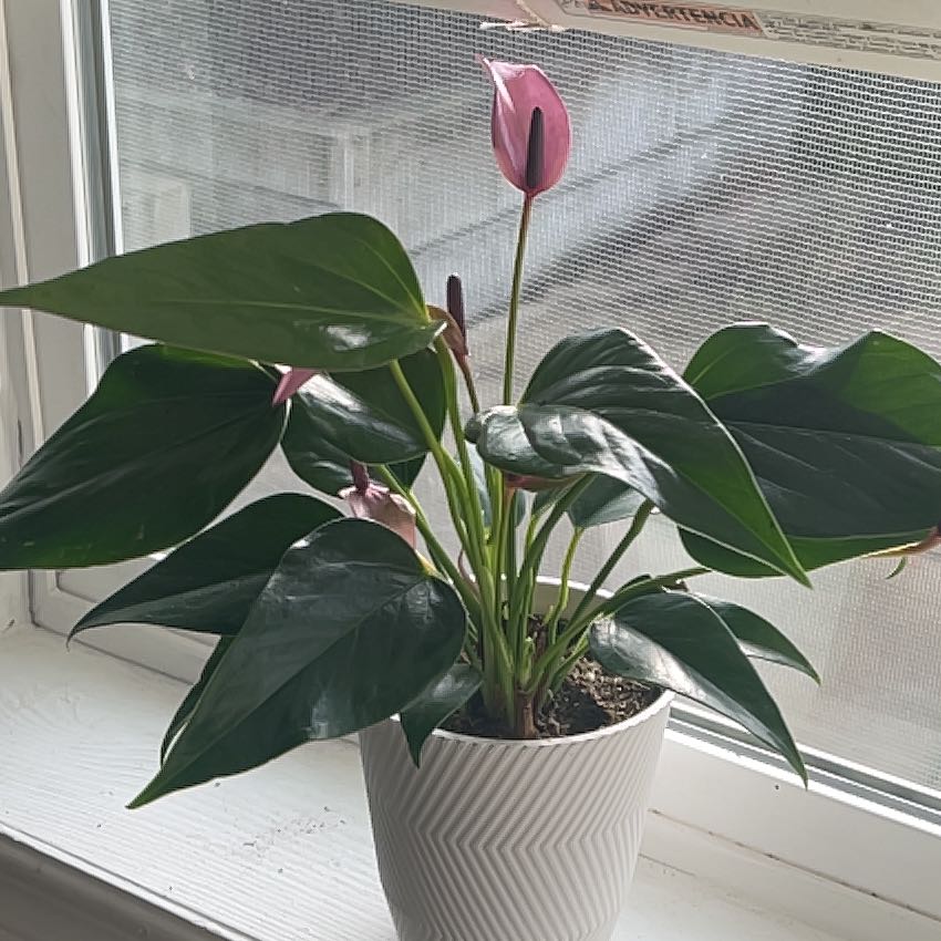 Photo of the plant species Anthurium 'Miss June' by @SubtleRye8 named Mochi on Greg, the plant care app