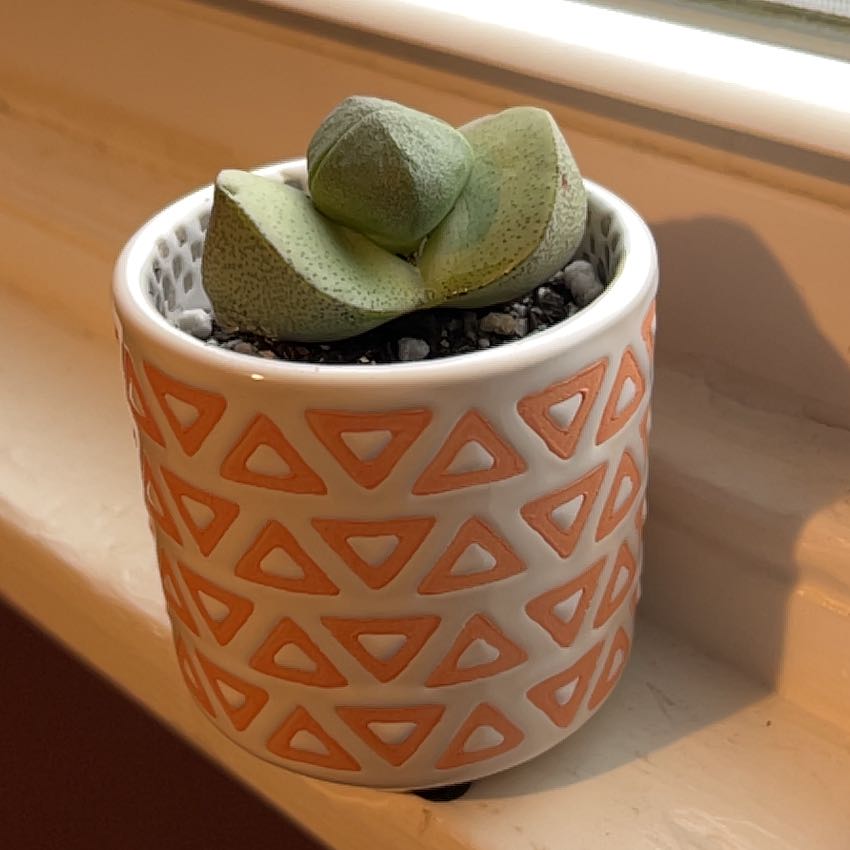 Photo of the plant species Split Rock Succulent by @NewJonquil21 named Chappel on Greg, the plant care app