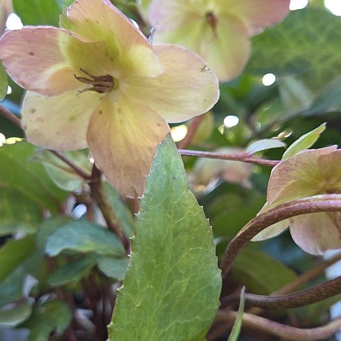 Photo of the plant species Christmas Rose by @WholeBrushbox11 named Kesha on Greg, the plant care app
