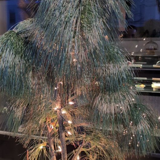 Photo of the plant species Beach Sheoak by @WarmEspicia89 named Sigmund on Greg, the plant care app