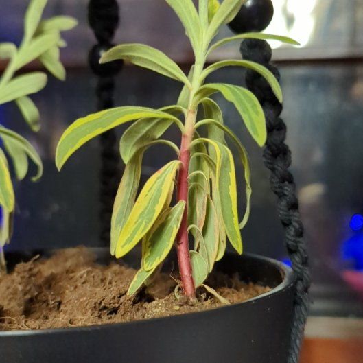 Photo of the plant species Martin's Spurge by @FabApricot72 named Xena on Greg, the plant care app