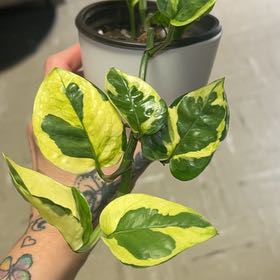 Photo of the plant species Lizard Queen Pothos by @AceLionsear20 named Mochi on Greg, the plant care app