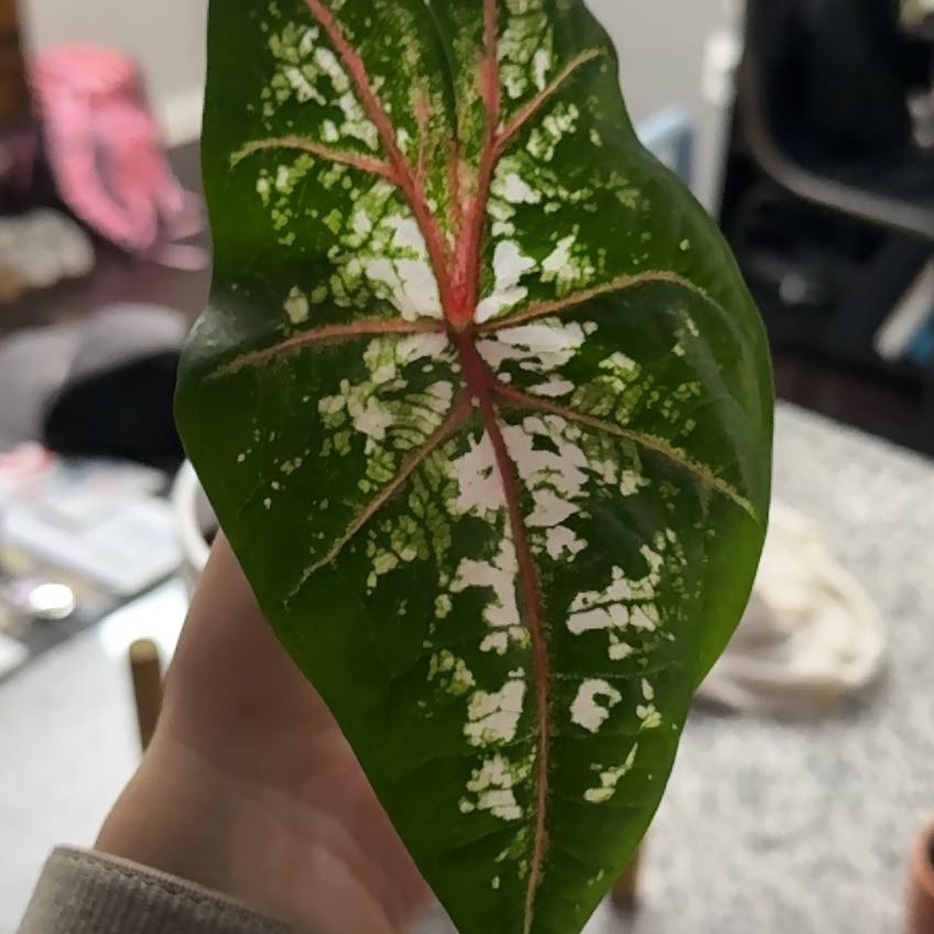 Photo of the plant species Angel Wings by @GoodLovevine28 named Xena on Greg, the plant care app