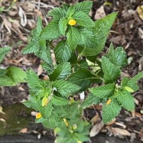 Photo of the plant species Ramgoat Dashalong by @FastTarbush5 named Bodhi on Greg, the plant care app