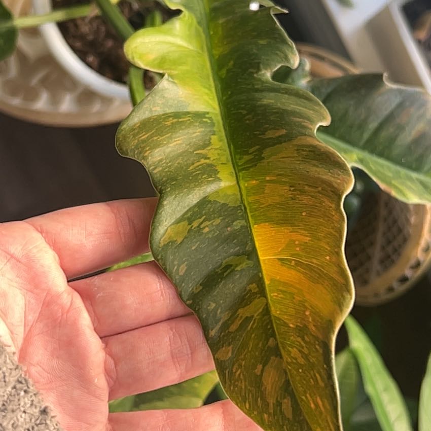 Photo of the plant species Philodendron crocodile by @DeanMelittis0 named Clooney on Greg, the plant care app