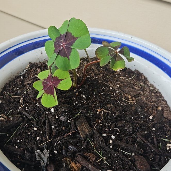 Photo of the plant species Iron Cross by @HotSeaofpink48 named Elina on Greg, the plant care app