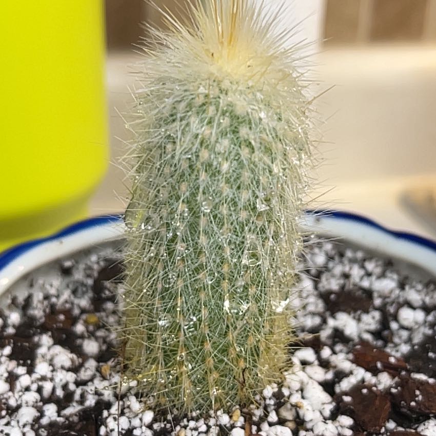 Photo of the plant species Silver Torch Cactus by @CosmicRhodora39 named Cousin it on Greg, the plant care app