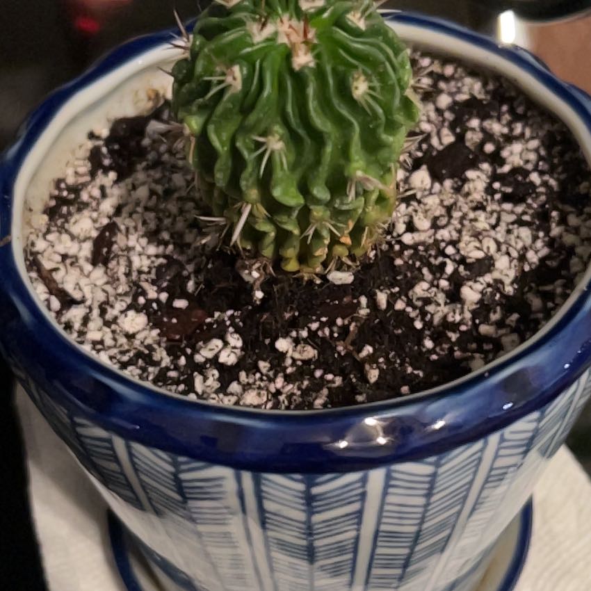 Photo of the plant species Echinofossulocactus Phyllacanthus v. Violaciflora by @CosmicRhodora39 named Greg on Greg, the plant care app