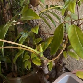 Photo of the plant species Octopus Tree by @DearGray50 named Apollo on Greg, the plant care app