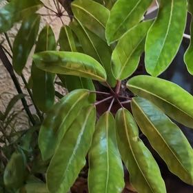 Photo of the plant species Octopus Tree by @DearGray50 named Delilah on Greg, the plant care app