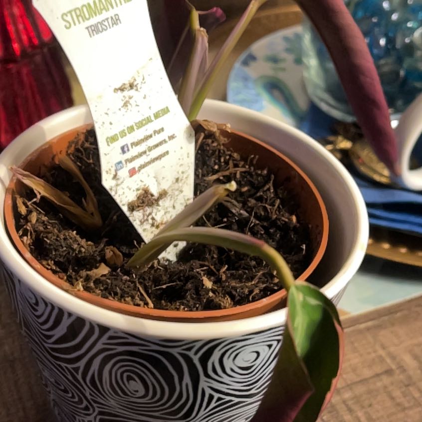 Photo of the plant species Stromanthe Triostar by @BrawnyRedpine65 named Nithin on Greg, the plant care app