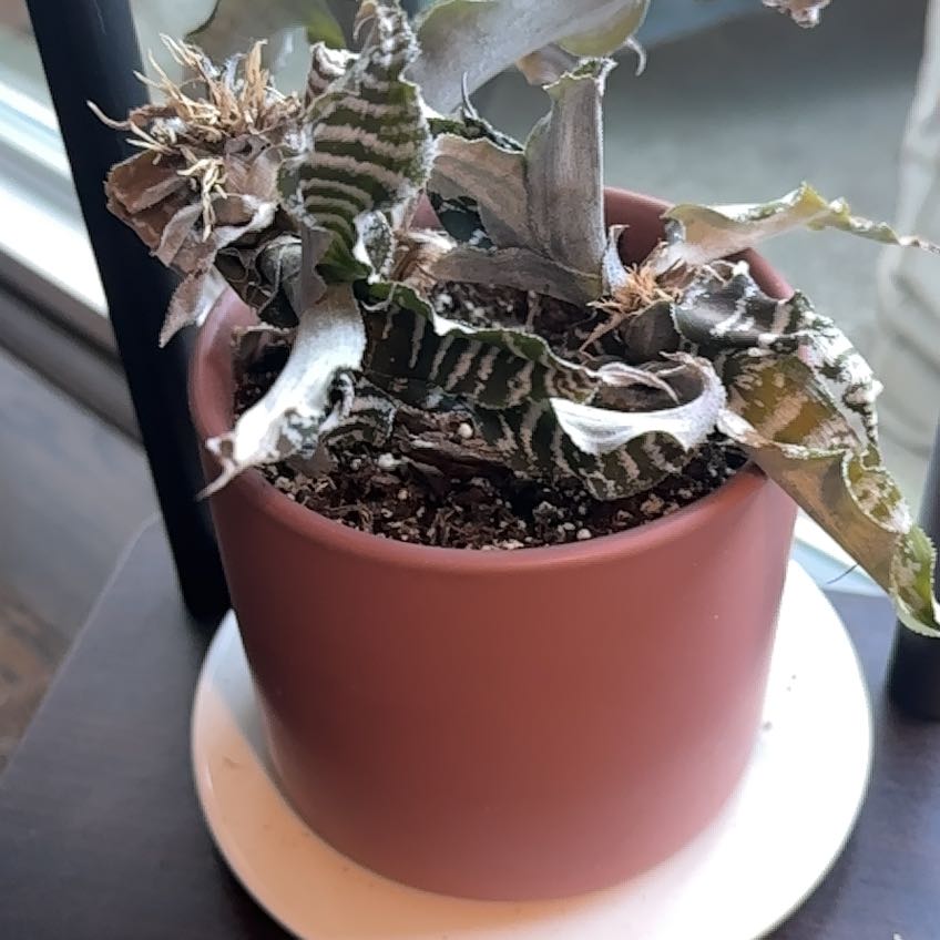 Photo of the plant species Zebra Plant by @JenS named Sanders on Greg, the plant care app