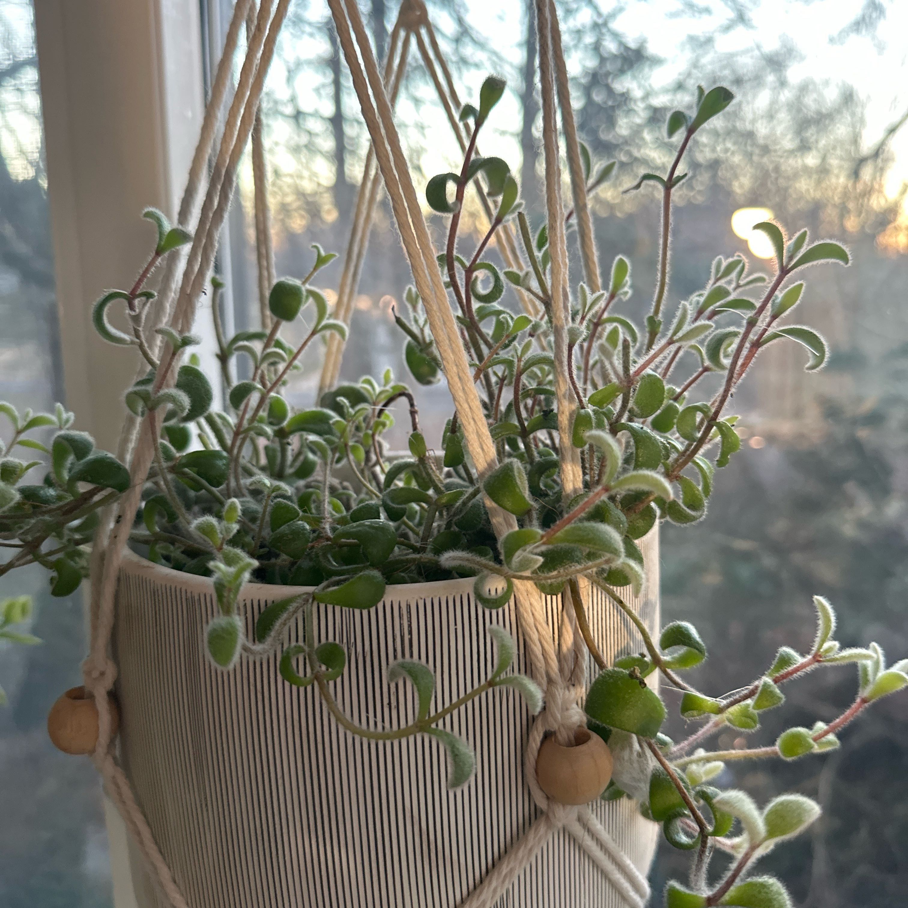 Photo of the plant species Snow White Panda Plant by @JenS named Matcha on Greg, the plant care app