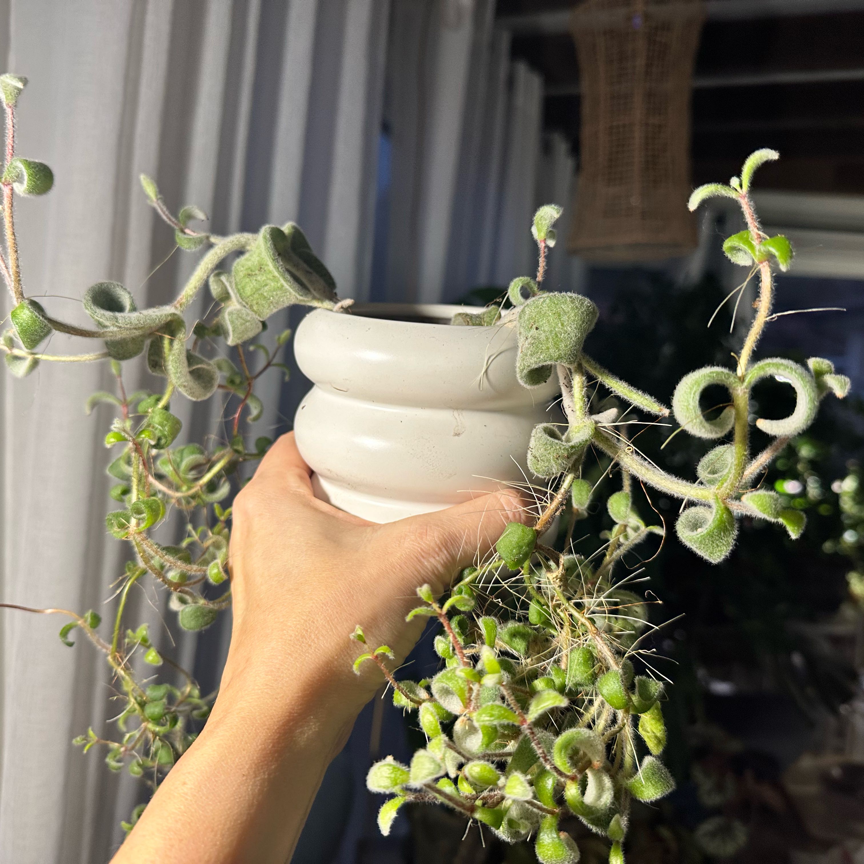 Photo of the plant species Snow White Panda Plant by @JenS named Mochi on Greg, the plant care app