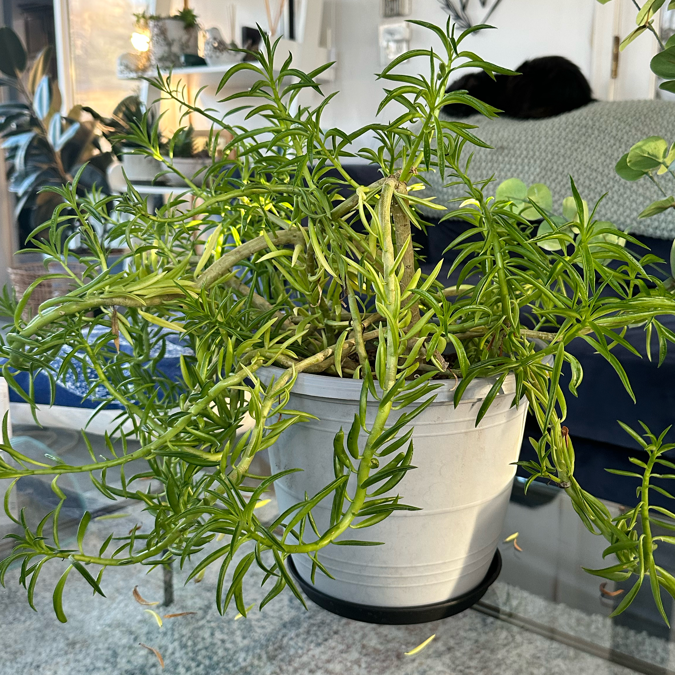 Photo of the plant species Happy Bean Peperomia by @JenS named ChloroPhil on Greg, the plant care app