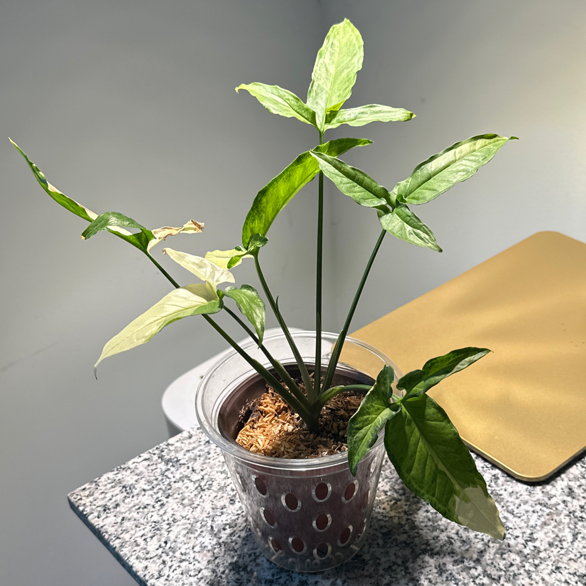 Photo of the plant species Syngonium angustatum by @JenS named Athena on Greg, the plant care app