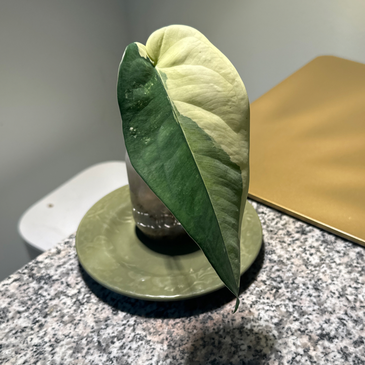 Photo of the plant species Variegated Chiapense by @JenS named Walt on Greg, the plant care app