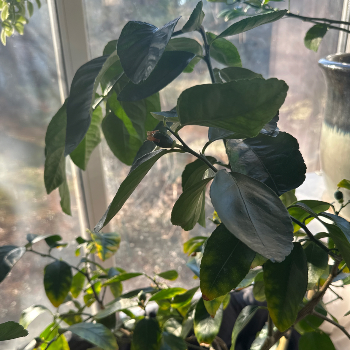 Photo of the plant species Bearss Lime by @JenS named Nina Limone on Greg, the plant care app