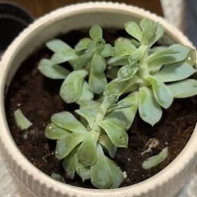 Photo of the plant species Arctic.Ice.Echeveria by @GrowthExpert named Matilda, Wednesday, and Ethel on Greg, the plant care app