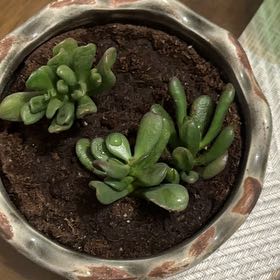 Photo of the plant species Crassula Ovata by @GrowthExpert named Billy, Bob, and Leroi on Greg, the plant care app