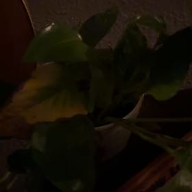 Photo of the plant species Fishwort by @JuicyHopsage62 named Leonardo on Greg, the plant care app