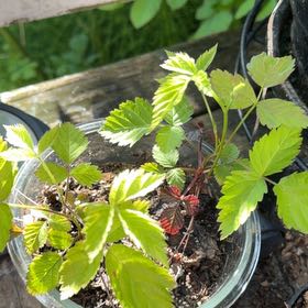 Photo of the plant species Southern Dewberry by @MajesticCowbane named Einstein on Greg, the plant care app