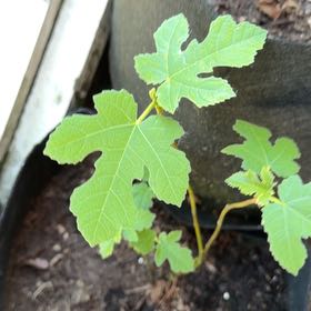 Photo of the plant species Brown Turkey Fig by @MajesticCowbane named Eva on Greg, the plant care app